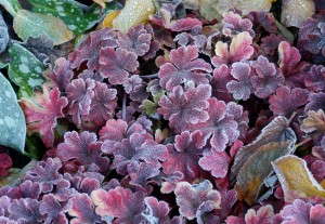 Heucherella 'Buttered Rum' from Terra Nova