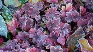 How To Grow Heucherella