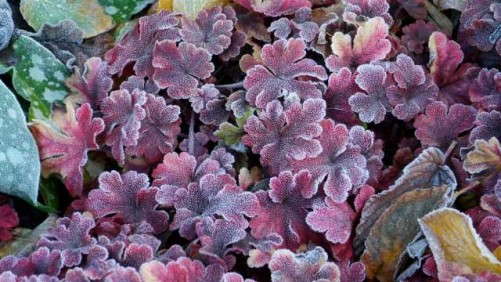 How To Grow Heucherella