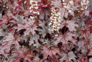 Heucherella 'Cracked Ice' from Terra Nova 