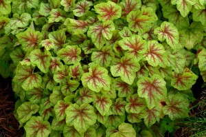 Heucherella 'Fire Frost' from Terra Nova