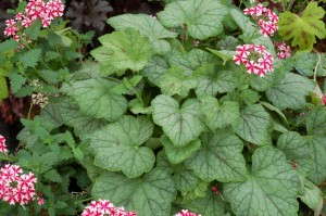 Heucherella 'Glacier Falls' from Terra Nova