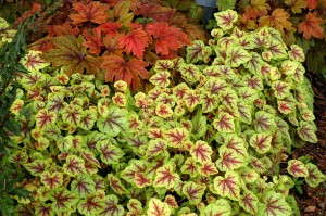Heucherella 'Gold Cascade' from Terra Nova Nurseries