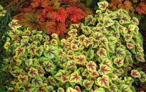Heucherella 'Gold Cascade' from Terra Nova