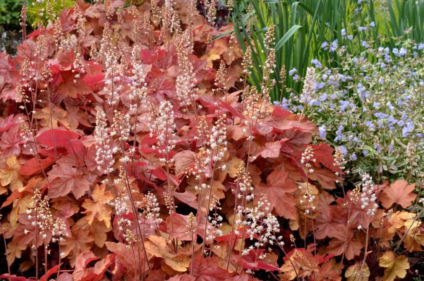 Heucherella 'Redstone Falls' from Terra Nova