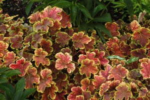 Heucherella 'Solar Eclipse' from Terra Nova Nurseries