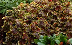 Heucherella 'Solar Eclipse' from Terra Nova