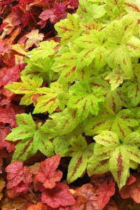 Heucherella 'Sunrise Falls' from Terra Nova