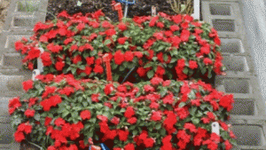 Impatiens walleriana Makes Possible Comeback In 2014 Season