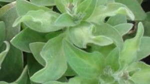 Kansas Department of Agriculture BMPs For Scouting TMV On Petunias