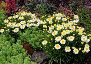 Leucanthemum 'Bridal Bouquet' from Terra Nova Nurseries