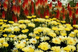 Leucanthemum 'Goldfinch' from Terra Nova Nurseries