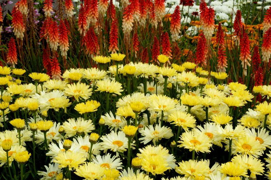 Leucanthemum 'Goldfinch' from Terra Nova Nurseries