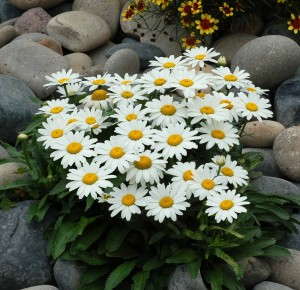 Leucanthemum 'Snowbound' from Terra Nova Nurseries
