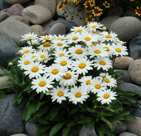 Leucanthemum 'Snowbound' from Terra Nova Nurseries