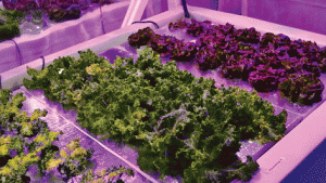 Millionair Club Charity Urban Garden Aims To Feed Homeless, Create Jobs