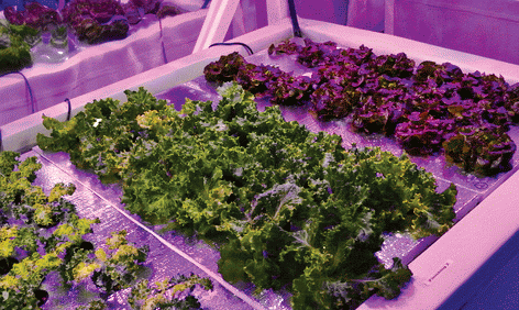 Millionair Club Charity Urban Garden Aims To Feed Homeless, Create Jobs