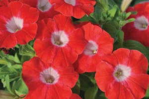 Petunia 'Blanket Red' from Green Fuse Botanicals 