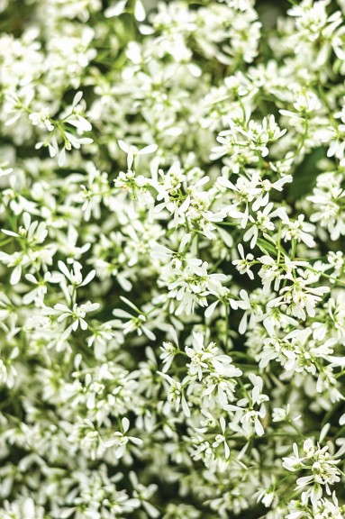 Euphorbia 'Diamond Delight' (Proven Winners)