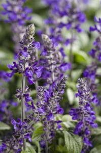 Salvia 'Playin the Blues' (Proven Winners)