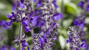 Grand Gardening Show On Mackinac Island Draws Huge Audience, Again