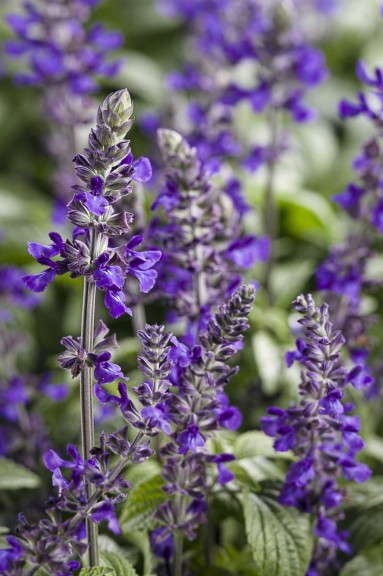 Salvia 'Playin the Blues' (Proven Winners)