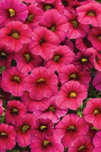 Calibrachoa ‘Superbells Cherry Red Improved’ (Proven Winners)