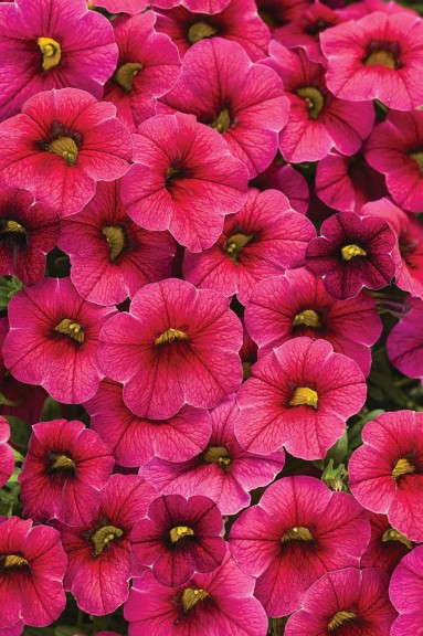 Calibrachoa ‘Superbells Cherry Red Improved’ (Proven Winners)