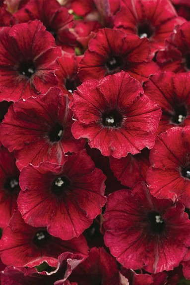 Petunia ‘Supertunia Black Cherry’ (Proven Winners)