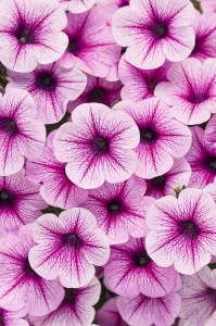 'Supertunia Mini Rose Veined' from Proven Winners