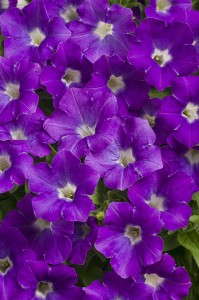 'Supertunia Morning Glory Charm' from Proven Winners