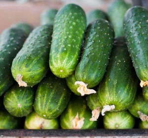 Cucumber ‘Peticue’ (Vegetalis)