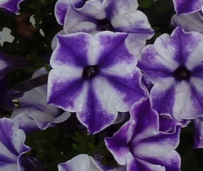 Petunia 'Blue Star' from Sakata Seed