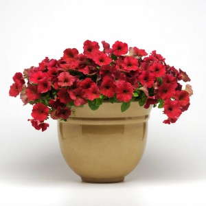 Petunia 'Easy Wave Berry Velour'