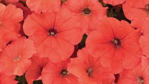 Genetically Modified Petunia Update: Question and Answer with AmericanHort’s Craig Regelbrugge