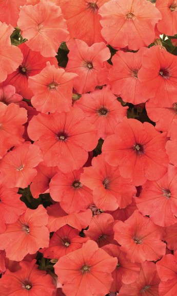 Petunia 'African Sunset' from American Takii