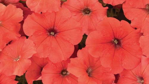 Genetically Modified Petunia Update: Question and Answer with AmericanHort’s Craig Regelbrugge