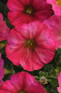 Petunia 'Flash Mob Magentacular' from Burpee Home Gardens