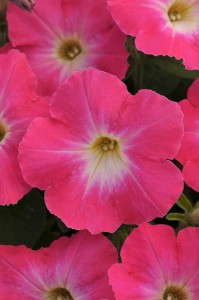 Petunia 'Flash Mob Pinkceptional' from Burpee Home Gardens