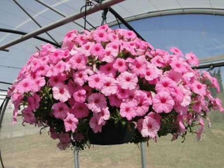 Petunia 'Pink Radiance' from Sakata Seed