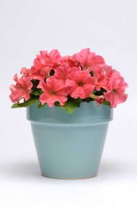 Petunia 'Pretty Grand Coral' from Ball Ingenuity