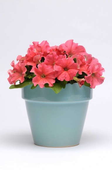 Petunia 'Pretty Grand Coral' from Ball Ingenuity