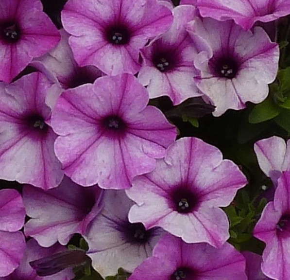 Petunia 'Rose Star' from Sakata Seed