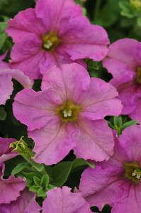 Petunia 'Sophistica Twilight' from PanAmericanSeed