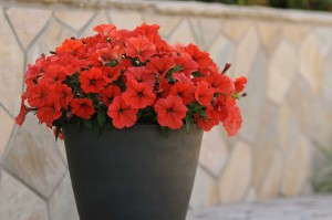 Petunia 'Sun Spun Orange' from Ball FloraPlant