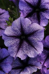 Petunia 'Suncatcher Blue Blast from Ball FloraPlant