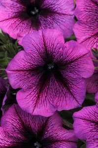Petunia 'Suncatcher Plum Blast' from Ball FloraPlant