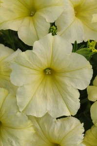 Petunia 'Suncatcher Yellow' from Ball FloraPlant
