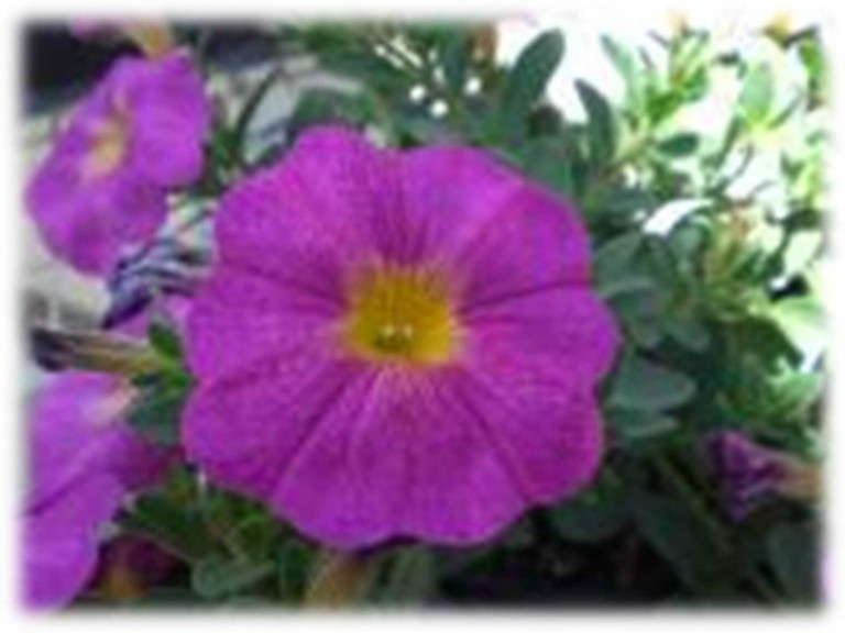 Petunia 'SuperCal Grape' from Sakata Seed