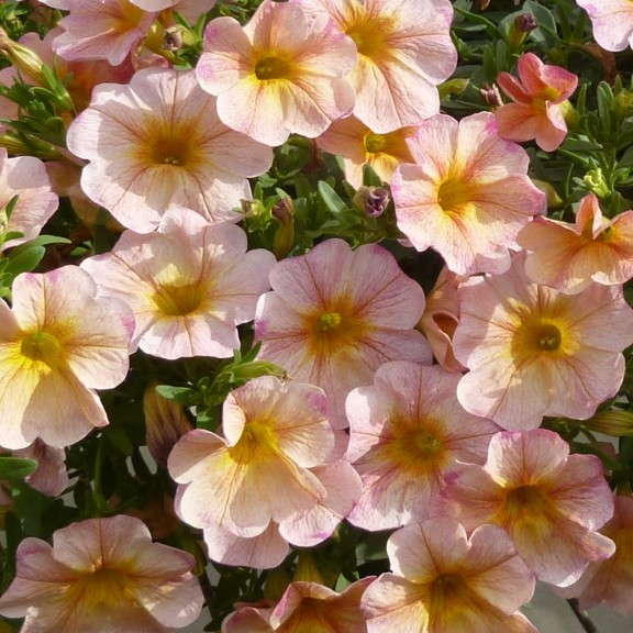 Petunia 'SuperCal Salmon Glow' from Sakata Seed